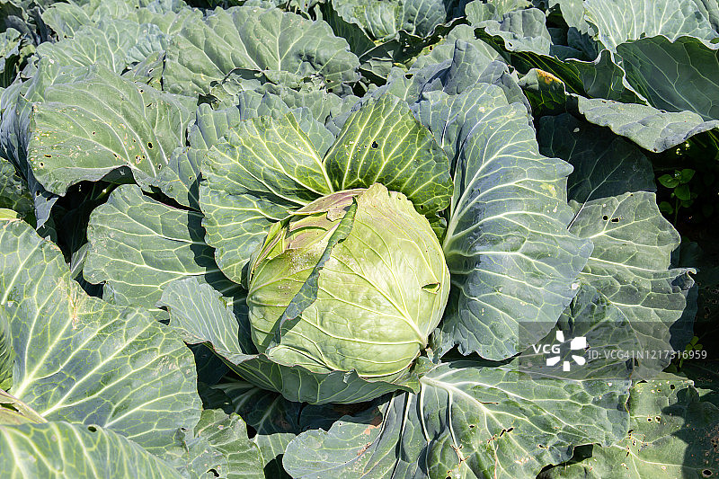 有机农场花园里的卷心菜图片素材