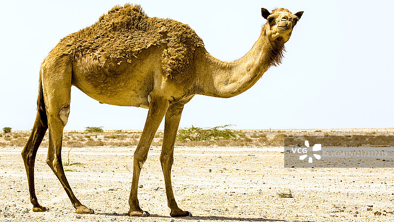 阿曼沙漠中的骆驼图片素材