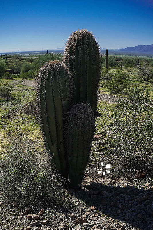 多体仙人柱图片素材