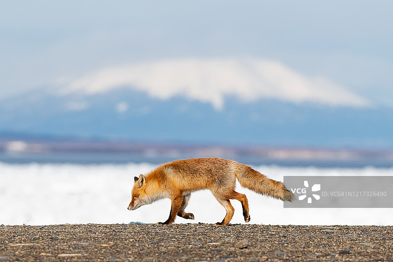 北海道红狐图片素材