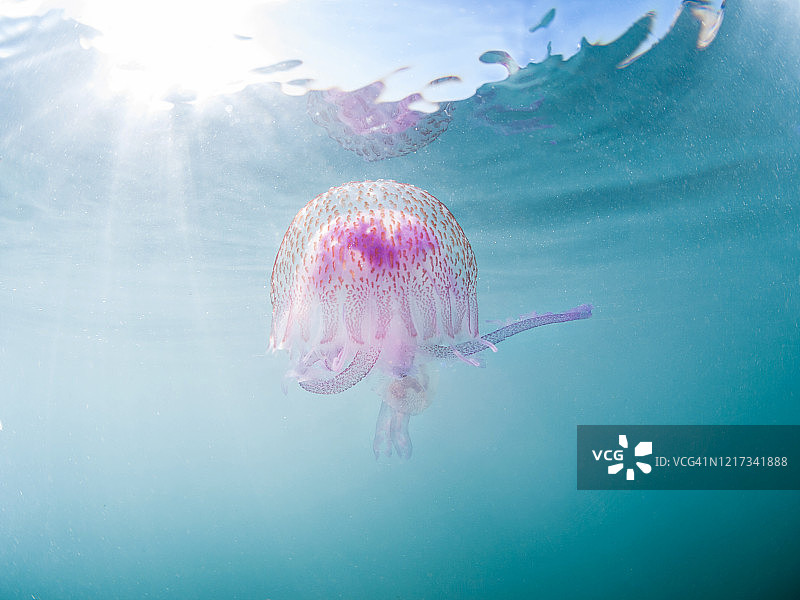 淡紫色夜光游水母图片素材
