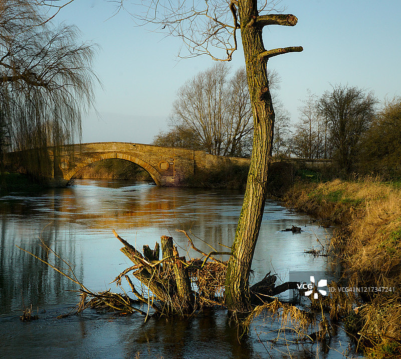 树干和石桥图片素材