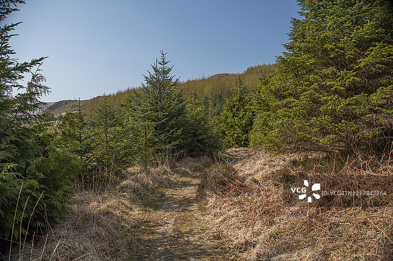 Hardknott Forest图片素材