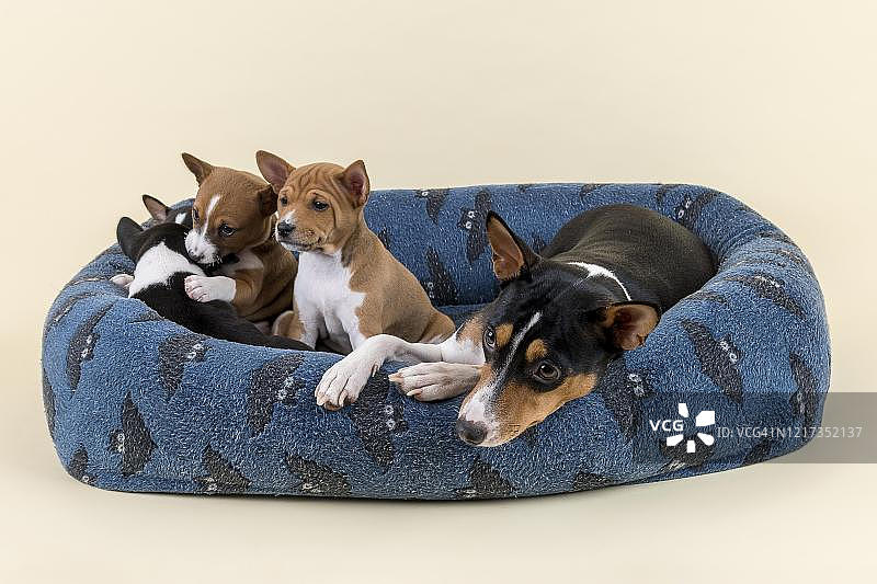 巴辛吉犬或刚果梗犬与幼犬躺在狗窝里，工作室拍摄，浅色背景，奥地利图片素材