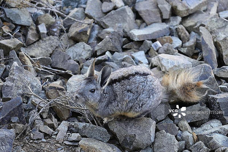 门多萨省山地毛丝鼠图片素材