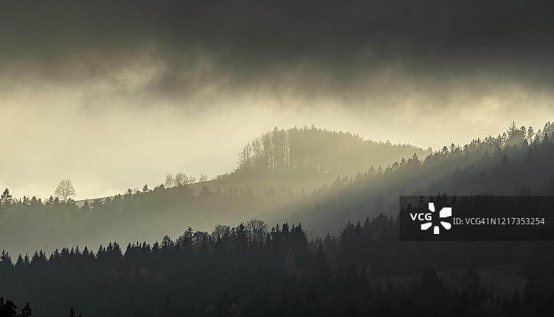 奥地利下奥地利州考姆堡逆光下的雾气森林图片素材