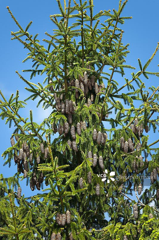挪威云杉（欧洲云杉），带有成熟云杉球果的树枝，德国图林根图片素材