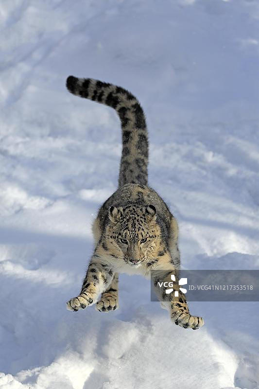 雪豹：成年雪豹在冬季雪地里跳跃（美国蒙大拿州）图片素材
