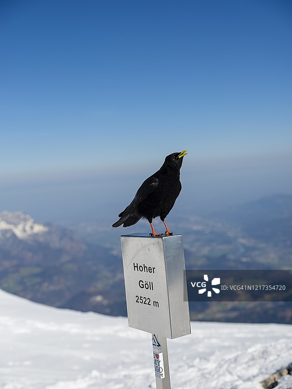 冬季勃艮第阿尔卑斯山脉红嘴山鸦图片素材