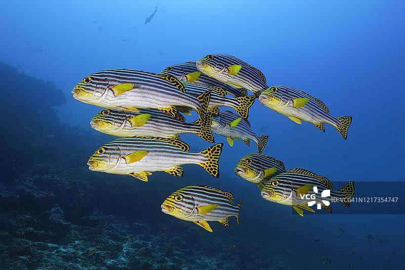 成群的东方石鲈鱼在马尔代夫印度洋的蓝色海水中游动图片素材