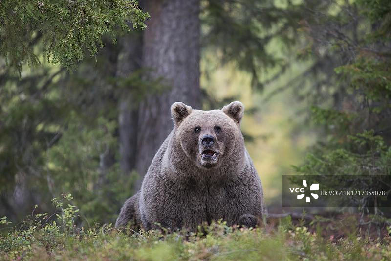 棕熊在芬兰泰加林秋季森林中图片素材