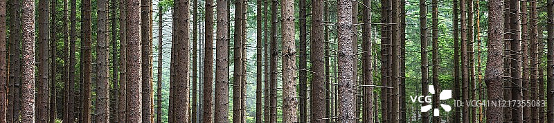 云杉森林全景，树干密集，哈茨国家公园，德国萨克森-安哈尔特州希尔克附近图片素材