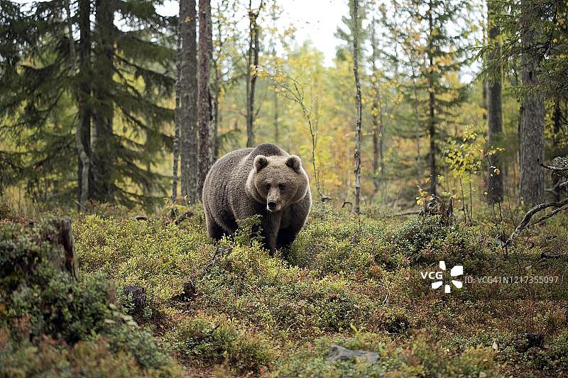 秋季芬兰卡累利阿森林中奔跑的老年棕熊图片素材