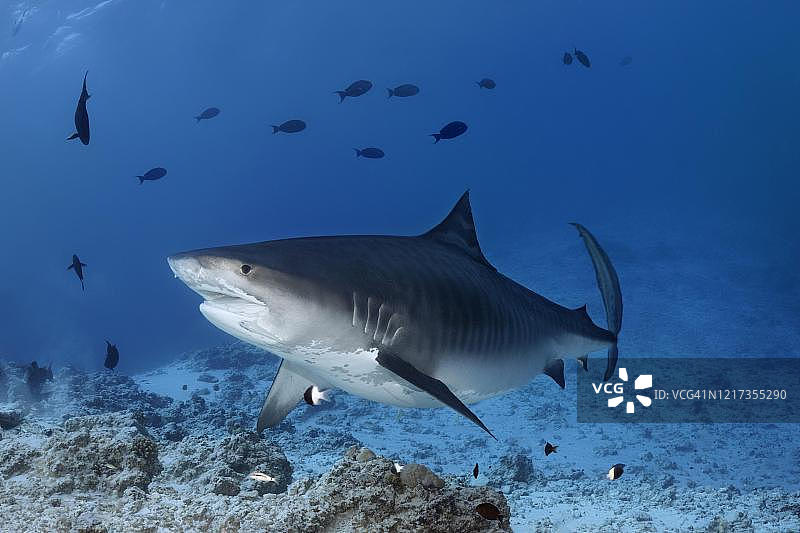 虎鲨，印度洋，富瓦穆拉，马尔代夫图片素材