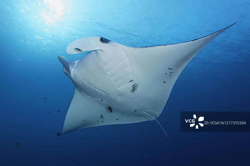 印度洋马尔代夫的礁蝠鲼（Manta alfredi），逆光图片素材