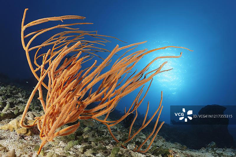 埃利塞拉软珊瑚，逆光，阳光，印度洋，马尔代夫图片素材