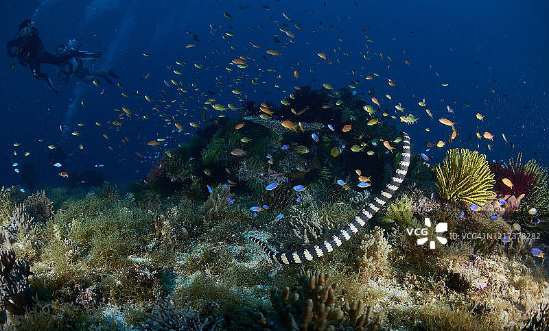 海蛇与珊瑚礁海景图片素材