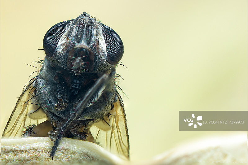 飞蝇特写图片素材