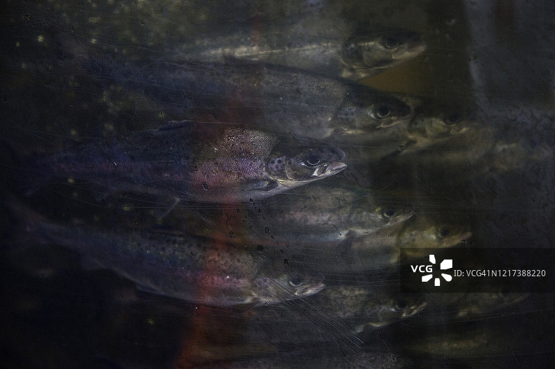 水培农场中的大西洋鲑鱼图片素材