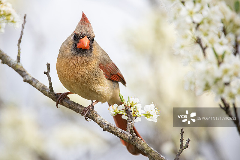 一只雌性北方红衣凤头鸟栖息在一棵梅树上图片素材