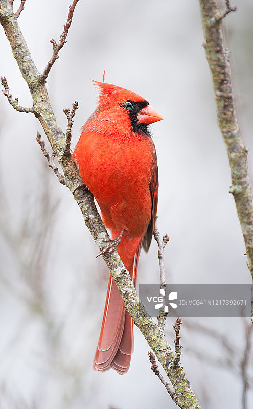 冬季栖息在果树上的北美红雀图片素材