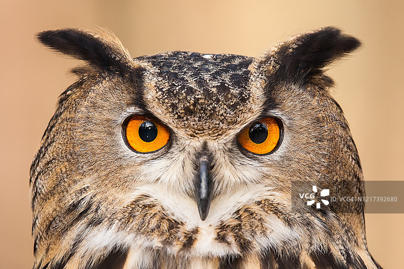 欧亚雕鸮肖像图片素材