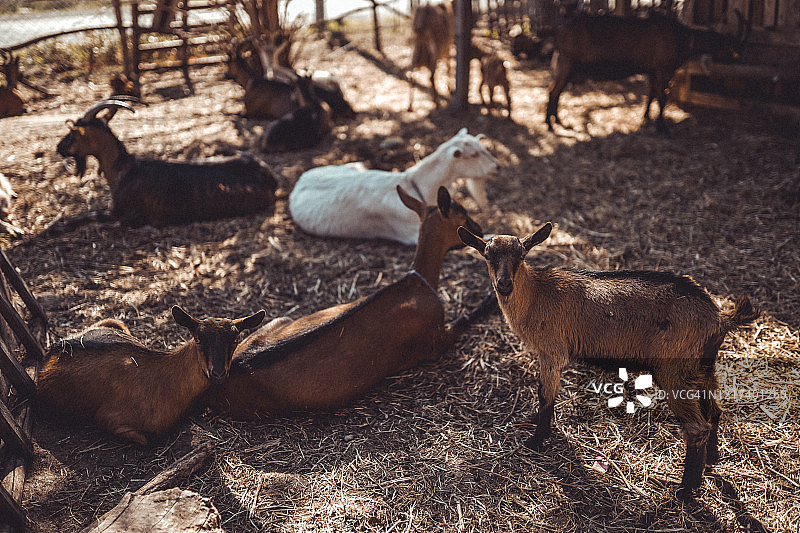 山羊群图片素材