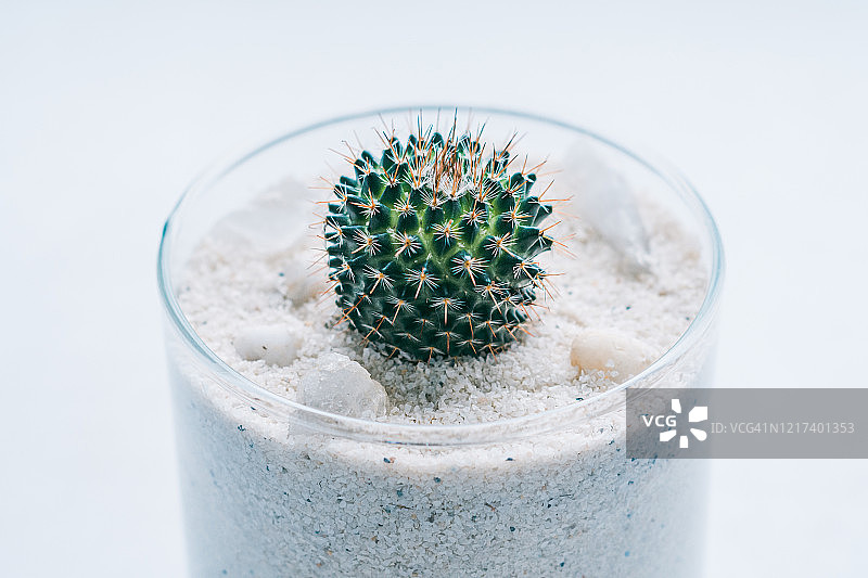 玻璃罐里的小黄仙人掌图片素材