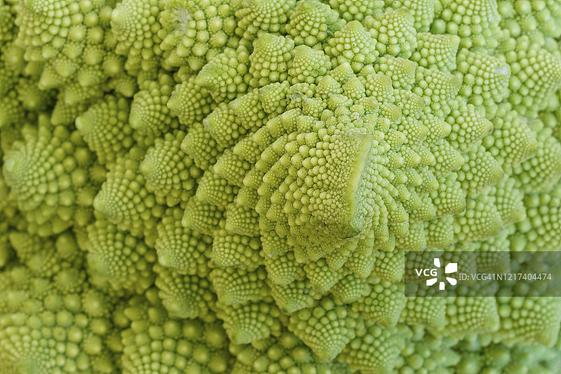 花椰菜的天然分形图案特写图片素材