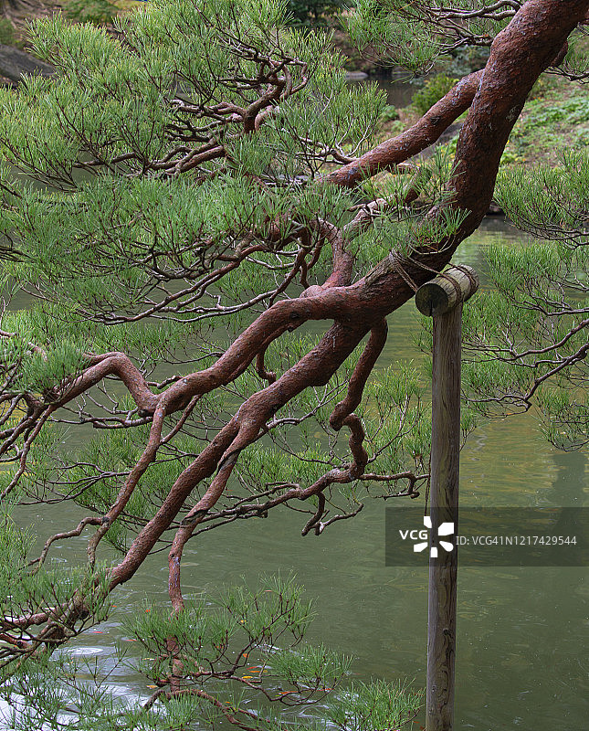 日式庭院松树图片素材