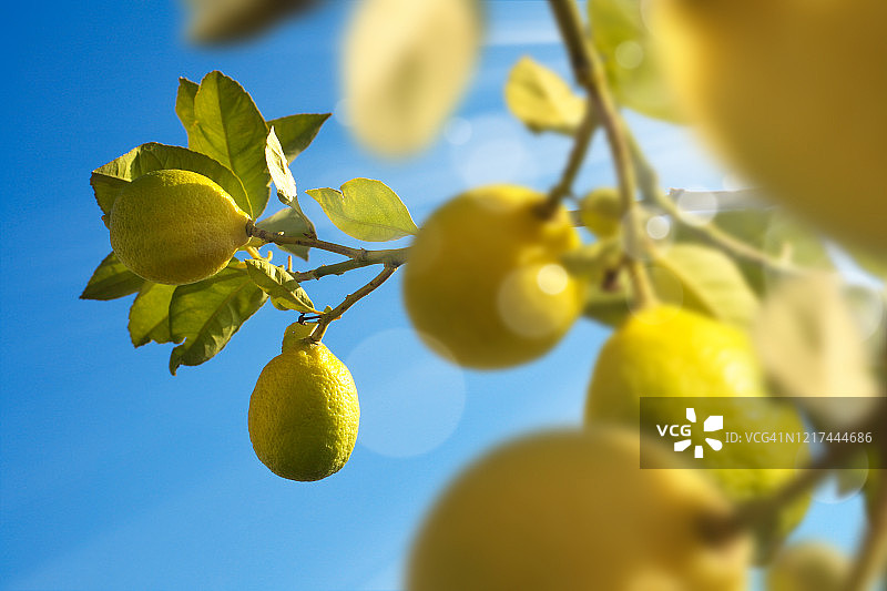 柠檬树和新鲜柠檬特写图片素材