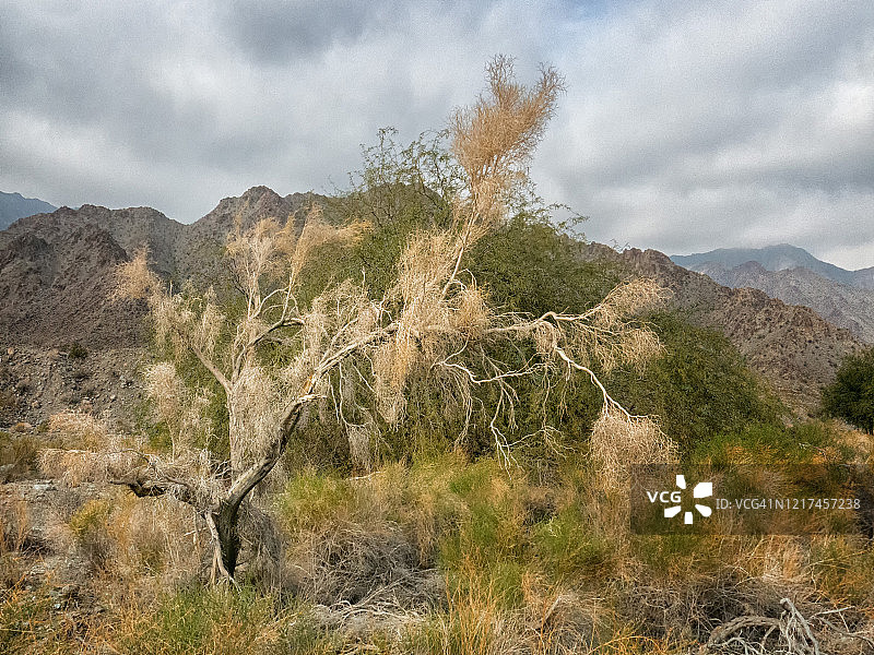 沙漠树木与对比鲜明的群山图片素材