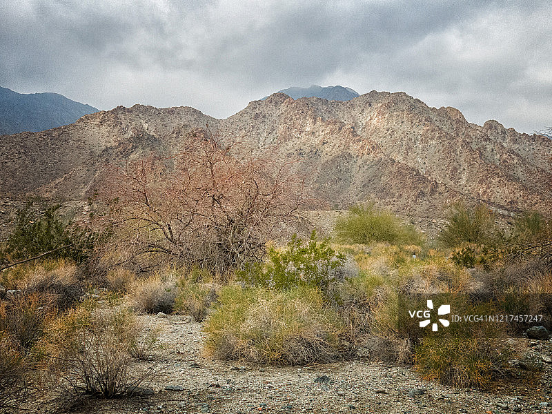 沙漠山脉与植物图片素材