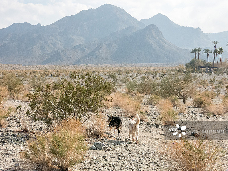 两只狗在拉昆塔徒步旅行图片素材