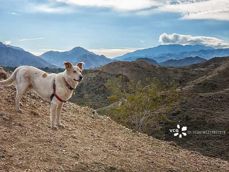 沙漠和山地小径上的狗图片素材