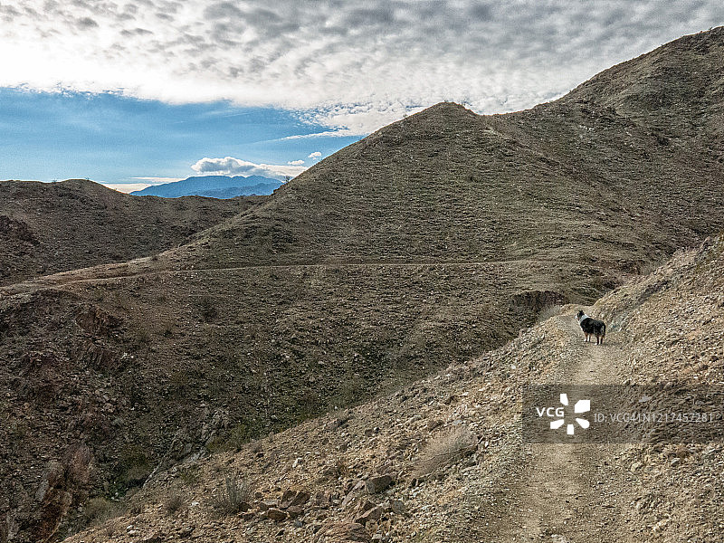 在山区干燥沙漠小径上的澳大利亚牧羊犬图片素材