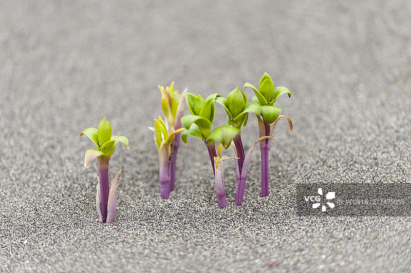 阿拉斯加普里比洛夫群岛圣保罗岛的海滩绿植图片素材