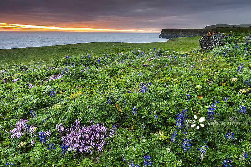 圣保罗岛的悬崖，位于阿拉斯加州普里比洛夫群岛白令海图片素材