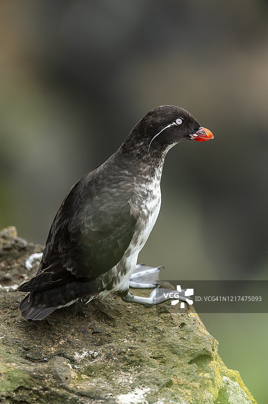 凤头海雀图片素材