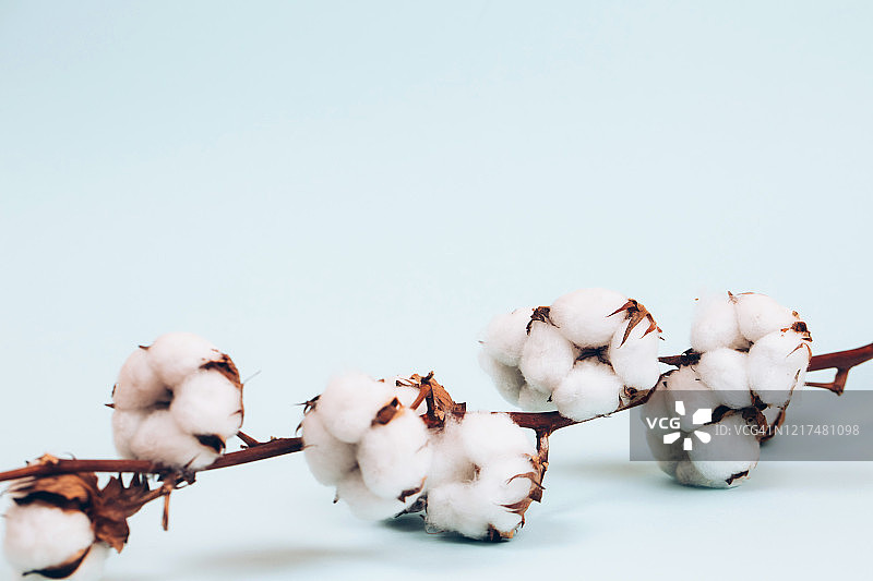 棉花枝图片素材