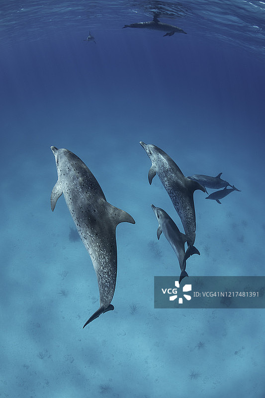 大西洋斑点海豚图片素材