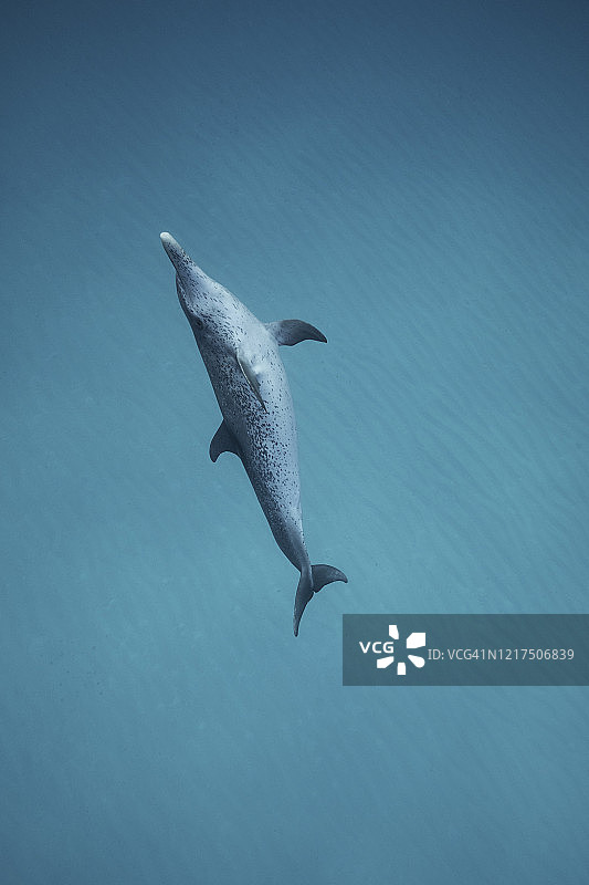 大西洋斑点海豚图片素材