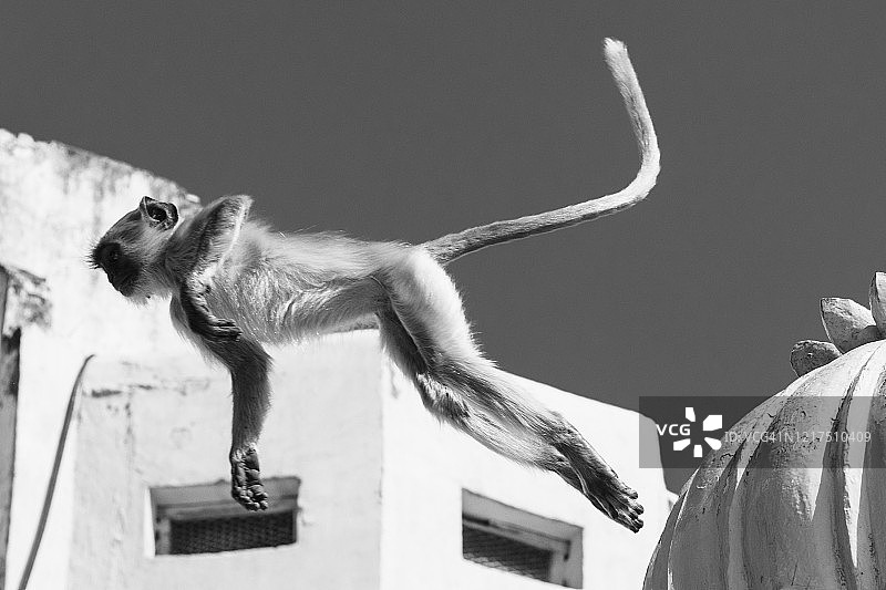 猴子艺术图片素材