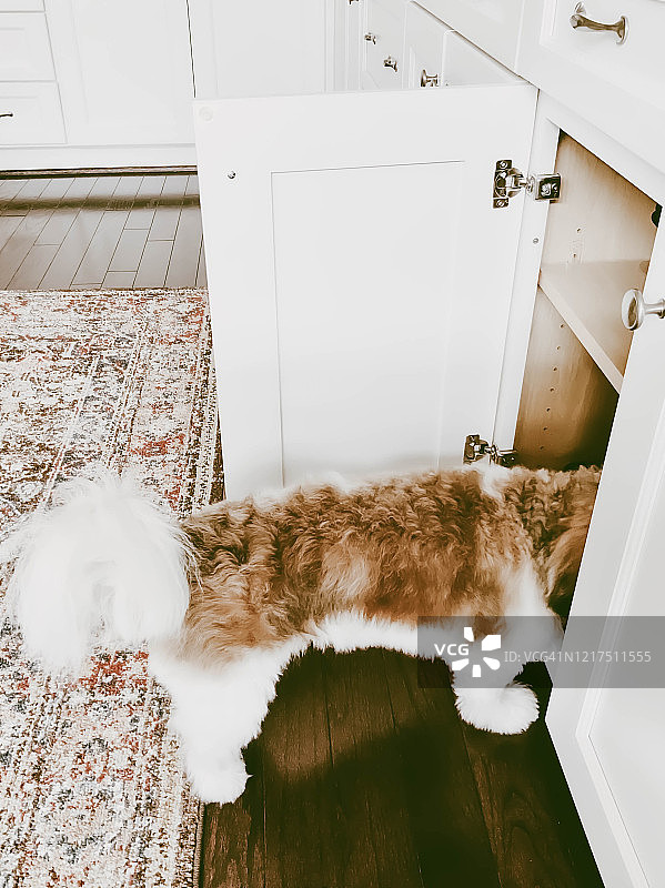 狗探索打开的橱柜图片素材