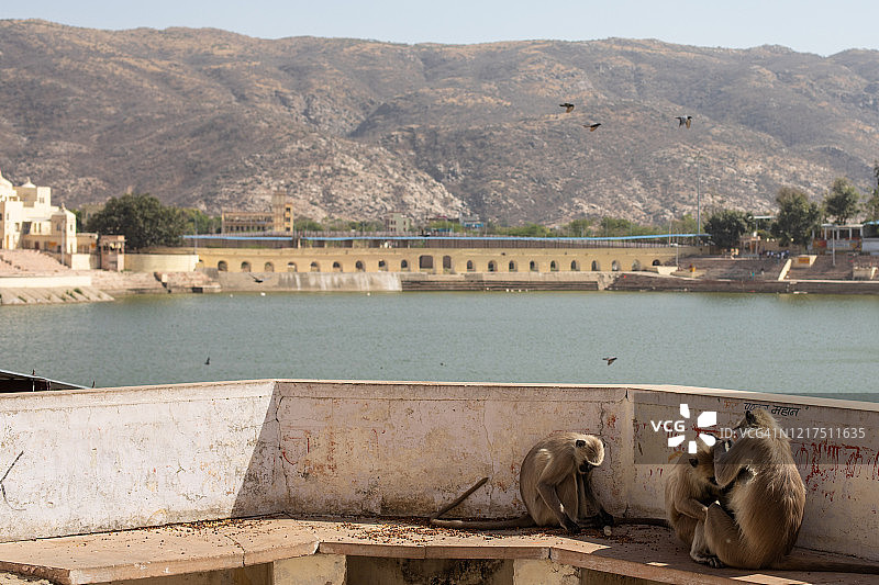 印度普什卡湖的猴子图片素材