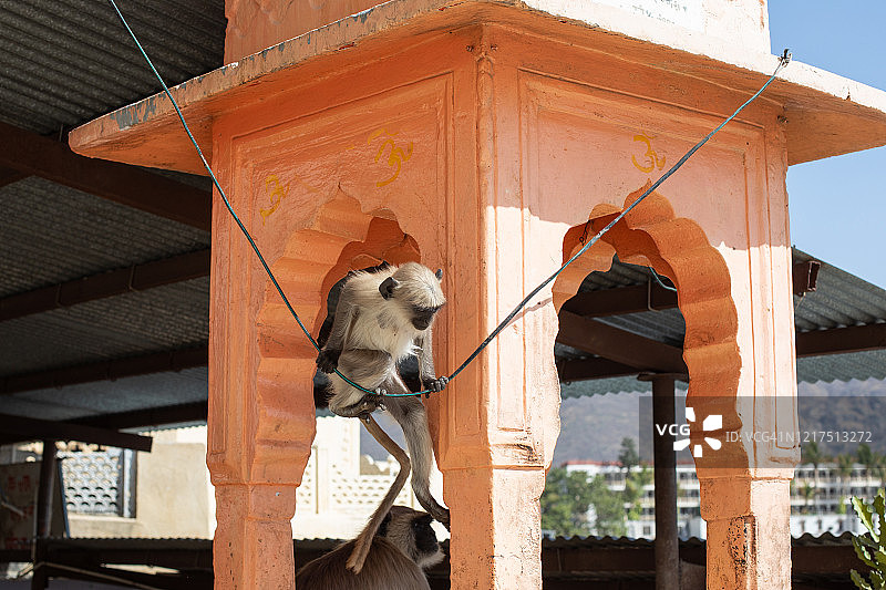 印度寺庙里的猴子图片素材