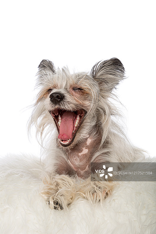 白色背景上张着嘴看着镜头的貂色和白色中国冠毛犬图片素材