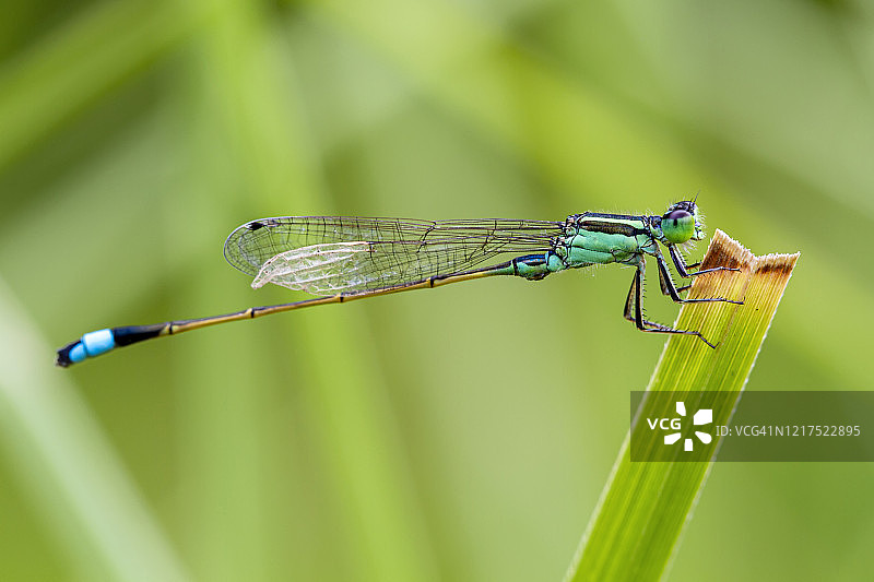 折断翅膀的豆娘停留在水边草 stem 上图片素材