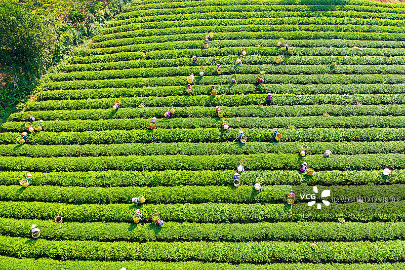 越南林同省保禄市茶农采茶航拍图片素材