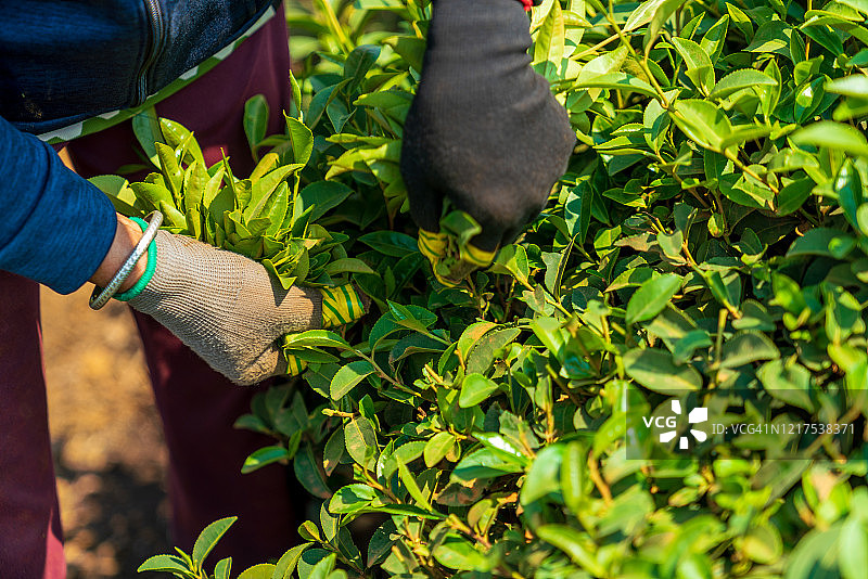 越南林同省保禄市茶农采摘茶叶图片素材